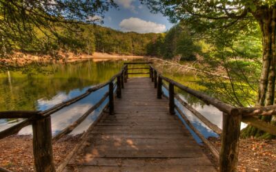 La Foresta Umbra